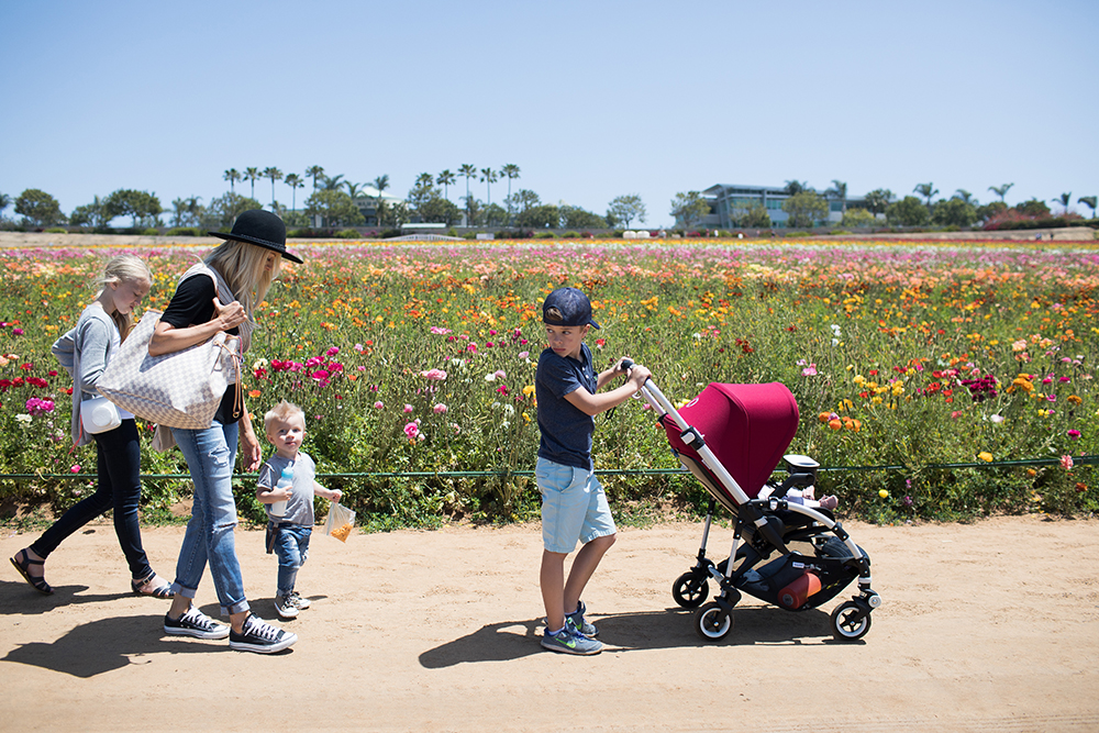 Kailee Wright_Bugaboo Bee 5 Flower Fields