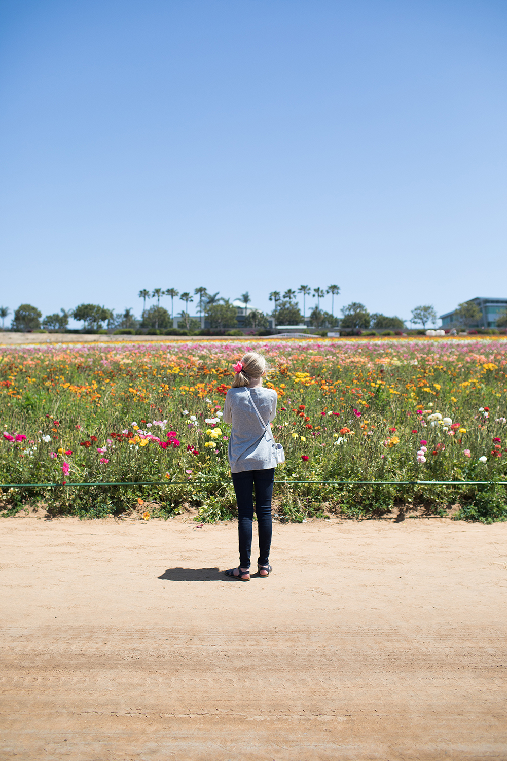 Kailee Wright_Bugaboo Bee 5 Flower Fields