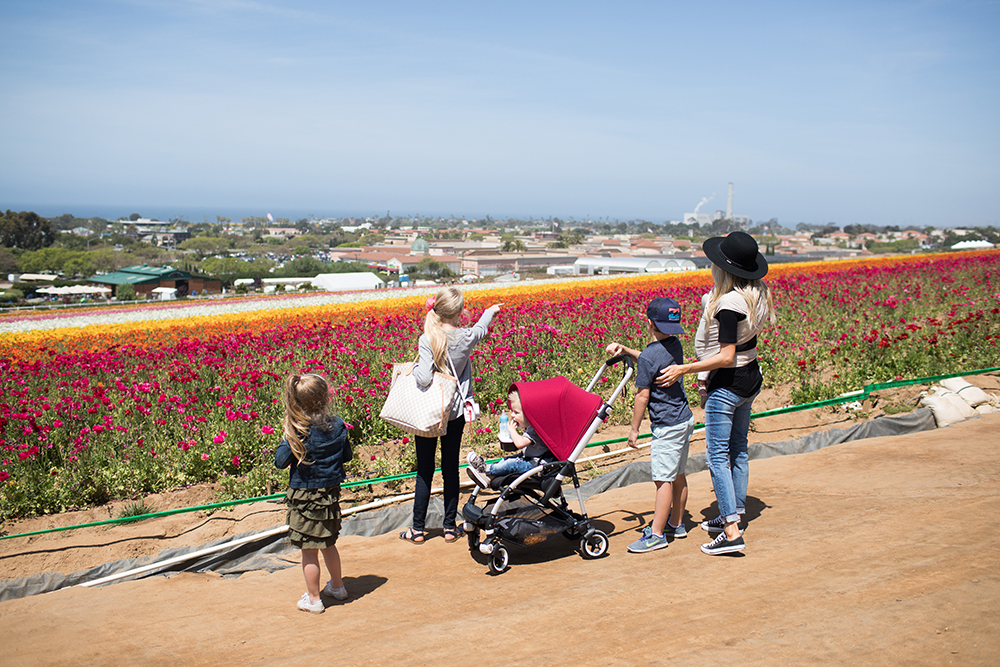 Kailee Wright_Bugaboo Bee 5 Flower Fields